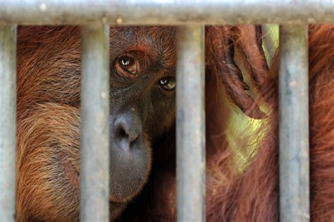 The Impact of Deforestation on Orangutan Populations: Examining the Loss of Their Natural Habitat